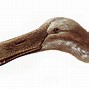 Image result for Ornithodesmus