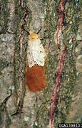 Image result for Gypsy Moth Invasive Species