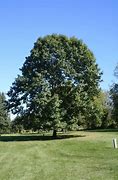 Image result for Red Oak Oklhahoma