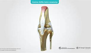 Image result for Canine Knee Anatomy