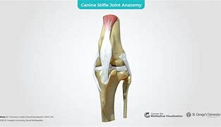 Image result for Canine Knee Anatomy