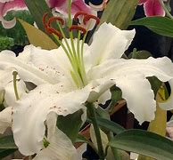 Image result for Stargazer Lily Black and White