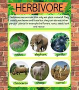 Image result for Rabbit Omnivore