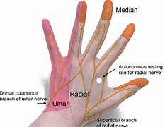 Image result for Radial Nerve in Hand