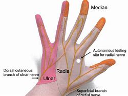 Image result for Hand Nerve Innervation