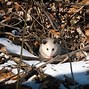 Image result for Possum Babies