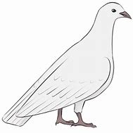 Image result for Crome Pigeon Art