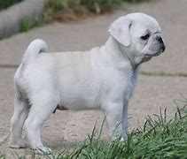 Image result for All White Pug