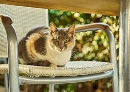 Image result for Cat On Chair