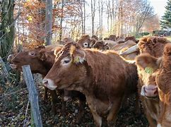 Image result for Cattle Herd