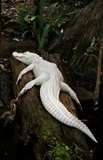 Image result for Amazing Albino Animals