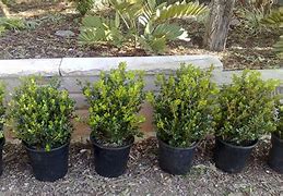 Image result for How to Grow Buxus Plants