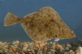 Image result for Arctic Flatfish