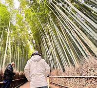 Image result for Kyoto Day Trip