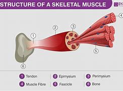 Image result for Muscle and Skelation