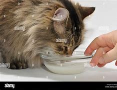 Image result for Cat Drinking Milk