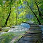 Image result for Forest Walk Path