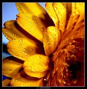 Image result for Macro Photography Natural Forms