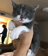 Image result for 6 Week Kitten