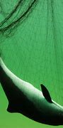 Image result for Dead Harbour Porpoise