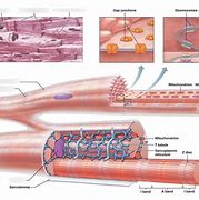 Image result for Muscle Cell Diagram GCSE