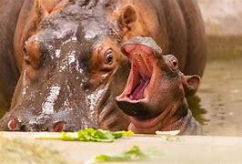 Image result for Hippo Images