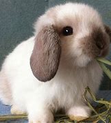 Image result for Cute Baby Bunnies Holland Lop