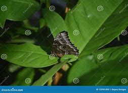 Image result for Blue Morpho Butterfly Wings Closed