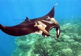 Image result for Manta Ray Co