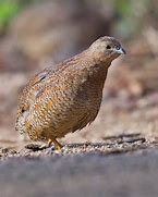 Image result for Brown Quail