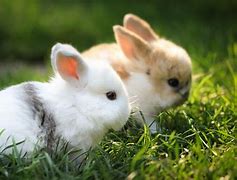 Image result for Super Cute Baby Bunnies