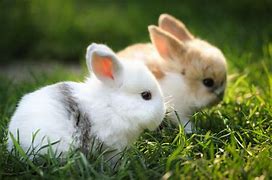 Image result for Fluffy Rabbit