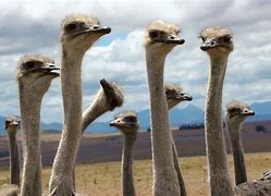 Image result for Ostrich