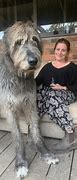 Image result for Irish Wolfhound