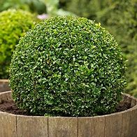 Image result for Common Boxwood Pictures