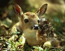 Image result for Newborn Deer Fawn