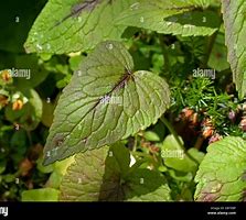 Image result for Spiked Rampion