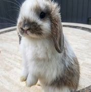 Image result for Cute Baby Bunnies Holland Lop