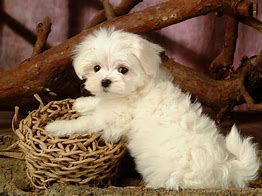 Image result for Cute Little Maltese Puppies