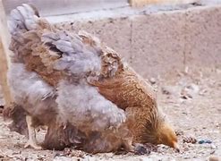 Image result for Blue Partridge Brahma Chicken