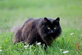 Image result for Small Black Cat in Long Grass