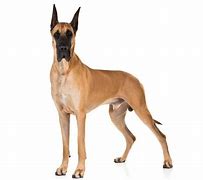 Image result for Dogs Named Vaco