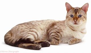 Image result for Laying Wild Cat