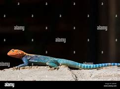 Image result for African Rainbow Lizard