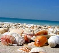 Image result for Sea Shells On Beach