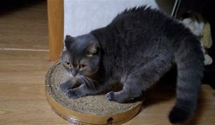 Image result for Cat Scratching Pads