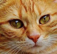 Image result for Cat Face 34 View