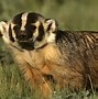 Image result for Common Badger