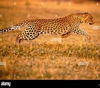 Image result for Leopard Walk