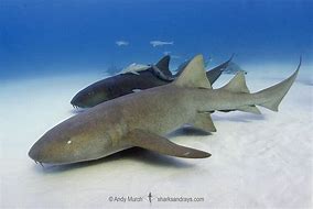 Image result for Nurse Shark Pet